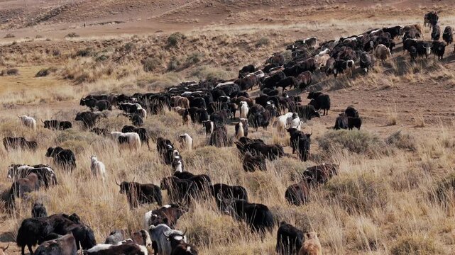 Yak Herd on Dry Grassland Steppe Kyrgyzstan