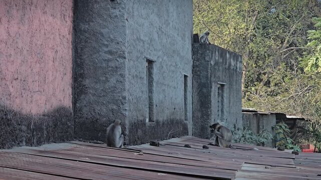 A group of Hanuman langurs plays on a rooftop. These sacred, black-faced monkeys are native to India, often living near people. They use their long tails for balance while eating food offered by local