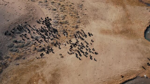 Yak Herd in Mountain Steppe Landscape Kyrgyzstan Aerial View