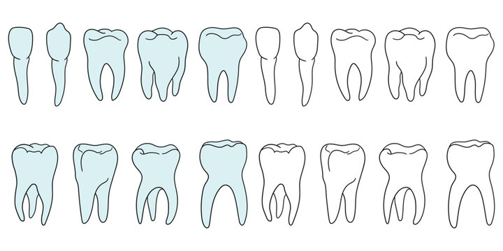Hand-drawn cartoon and doodle set of teeth on a white background.