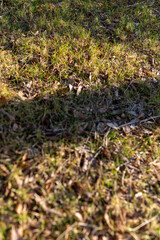 Fototapeta premium 木漏れ日と落ち葉のナチュラル背景素材（コピースペース）