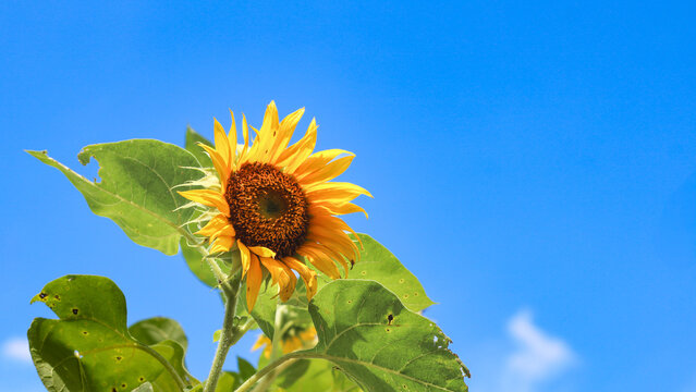 Closeup texture of Sunflowers with bluesky background