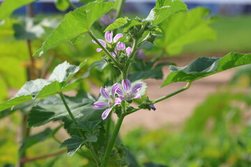 Malva sylvestris, commonly known as mallow or mallow