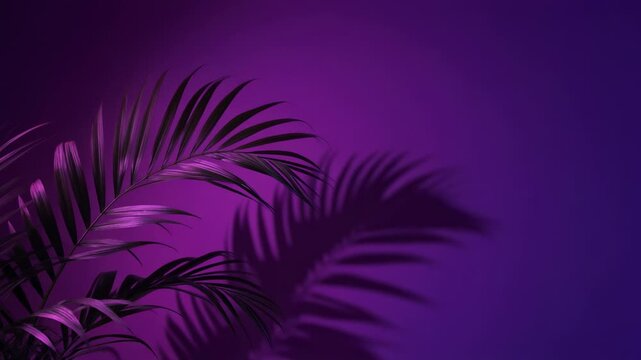 Areca Palm Fronds Casting Hard Shadows on Neon Purple Wall with Swaying Motion