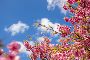 Beautiful pink cherry blossoming flower branches on nature outdoors. Japanese Sakura blossom with cloudy blue sky, romantic spring season image. Sakura blooming at Doi Ang Khang, Chiang Mai Thailand.