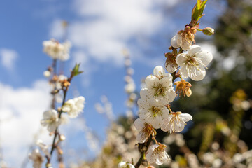White plum blossoms in full bloom. Beautiful plum blossoming flower branches on nature outdoors, romantic spring season. Flower blooming with cloudy blue sky at Doi Ang Khang, Chiang Mai Thailand.