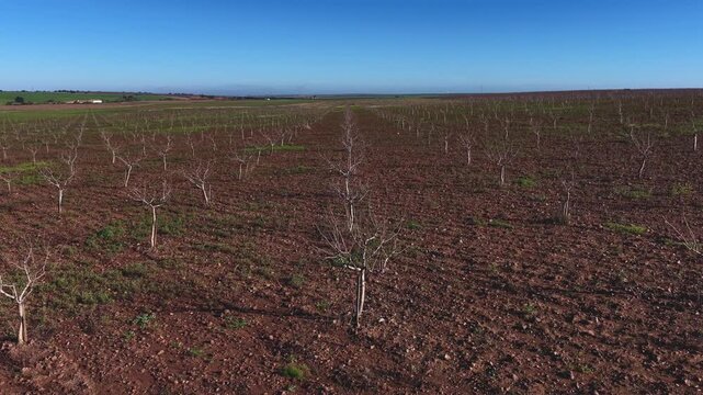 Aerial View of Pistachio Orchard in Winter &ndash; Dormant Trees Awaiting Spring Growth