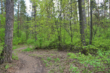 Forest Path in Spring with Lush Green Foliage