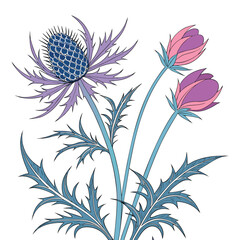 eryngium colorful on white background