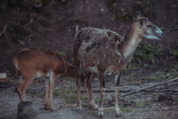Mother goat with young kids on green pasture, farm animals family scene in countryside, natural farming lifestyle, rural life and animal care concept