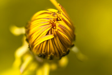 Macro Top View of Dandelion Bud Starting to Bloom A detailed high-angle macro shot of a common dandelion (Taraxacum officinale) bud in the early stages of blooming © Lyudmyla