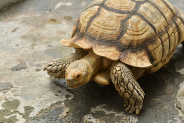 Obraz premium An orange Sulcata tortoise in a zoo
