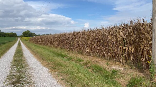 A road going through Farm land near Evansville, IL on a fall sunny day.