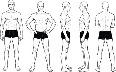 Full body male anatomy reference, front side and back view muscular man line art illustration isolated on white background © Sayedmohammad
