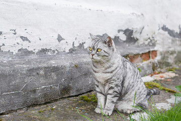 Obraz premium Gray tabby cat with bright yellow eyes sitting near old textured wall outdoors, short haired striped fur and calm alert posture, capturing domestic pet portrait and urban backyard lifestyle concept