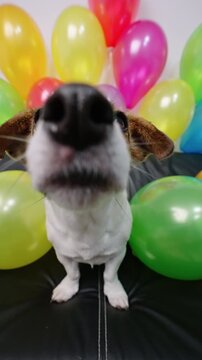 Vertical portrait Jack Russell Terrier celebrating birthday festive balloons background. Funny dog joy expression. Happy domestic pet holiday anniversary party home. Cute animal lifestyle celebratory 