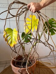 Monstera Deliciosa Aerial Roots Close Up  Monstera Deliciosa with Yellowing Leaves Indoors © Dr. CraftLab