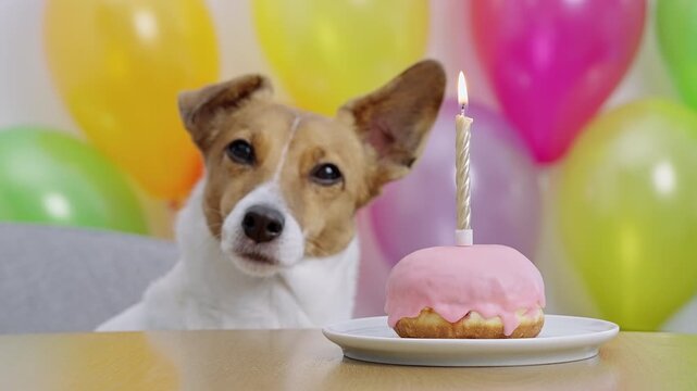 Cute Jack Russell Terrier celebrating birthday with pink glazed donut and candle. Festive background with colorful balloons. Domestic pet party and holiday treats concept.