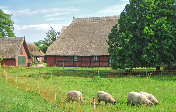 einige Schafe grasen auf einer Wiese in der N&auml;he des Bauernhofes