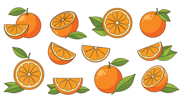 Detailed illustrations of whole oranges and sliced segments with green leaves for refreshing citrus themed designs.