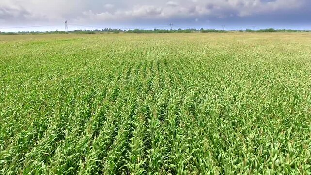 Aerial view of damaging wind bending green corn crops across wide farmland field rows. Powerful gusts flatten maize plants on cultivated plain, showing storm impact on agriculture.