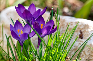 Blossoms of crocuses (Colchicum autumnale) on a meadow in the sunshine.