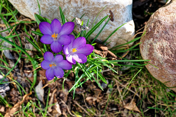 Blossoms of crocuses (Colchicum autumnale) on a meadow in the sunshine.