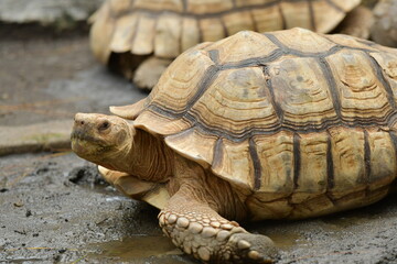 An orange Sulcata tortoise in a zoo