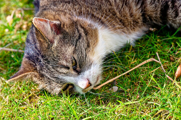 A cat enjoying the sunshine in the garden.
