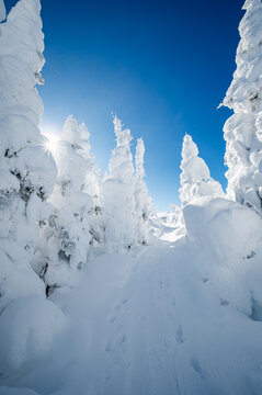 Sunrays over the snow covered fir trees on the top of Hog's back mountain, Gasp&eacute;sie, QC, Canada