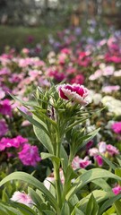 Fototapeta premium Vibrant Pink Dianthus Flower With White Frilly Edges