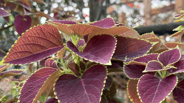 Beautiful purple and green coleus leaves in a garden setting