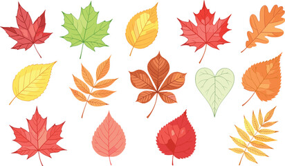 Obraz premium Colorful Autumn Fall Leaves Vector Illustration Set Featuring Maple, Oak, and Birch Foliage in Red, Orange, and Yellow Tones for Seasonal Branding and Thanksgiving Decor