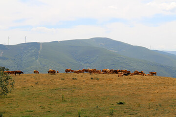Fototapeta premium Brown Cows Grazing on Mountain Slopes Near Manjarin on the Way to El Acebo de San Miguel July 2024