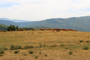 Obraz premium Cattle in High Pastures Between Manjarin and El Acebo de San Miguel July 2024