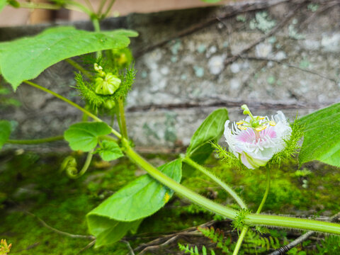 Passiflora foetida (wild passionflower) blooming in natural sunlight, showcasing its delicate fringed bracts and intricate purple-white petals. Captured in sharp detail with soft green background.
