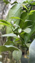 Obraz premium Fresh White Citrus Flower Buds On Green Branch