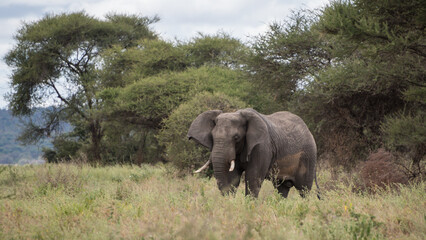 Fototapeta premium Elephant, Tarangire National Park, Tanzania