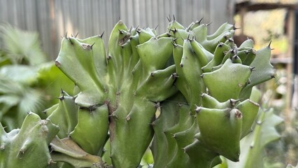 Obraz premium Unique Euphorbia Lactea Crested Cactus With Sharp Black Thorns