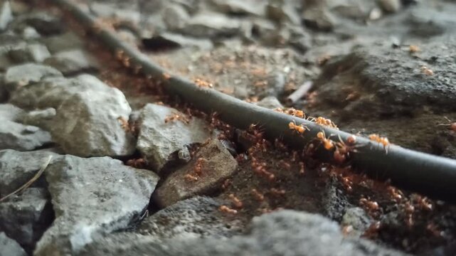 Fire ants gather and move along a cable line, showing coordinated behavior and activity in a close-up outdoor scene.