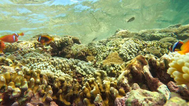 Close up still view of cluster of one strip orange clown Cinnamon Clown fishes Bluestreak cleaner wrasse wondering Hiding in their nest sanctuary surrounded by coral and bubble tip sea anemone with ca