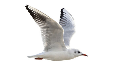 Fototapeta premium [Transparent Background PNG]Flying Black-headed Gull with White Plumage