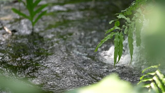 Forest stream rain ripple water leaf foliage nature, raindrop circle spreading on dark creek current, flowing surface under tropical foliage, sunlight shimmer, soft bokeh calm wilderness background