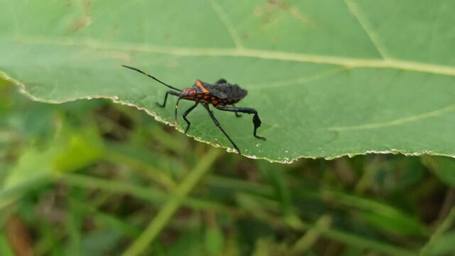 A Leptoglossus insect, known as a leaf-footed bug, displays its elongated body and distinctive leaf-like hind legs while resting on a plant surface in a natural environment.