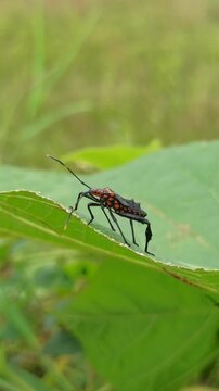 A Leptoglossus insect, known as a leaf-footed bug, displays its elongated body and distinctive leaf-like hind legs while resting on a plant surface in a natural environment.