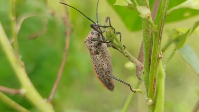 A Leptoglossus insect, known as a leaf-footed bug, displays its elongated body and distinctive leaf-like hind legs while resting on a plant surface in a natural environment.