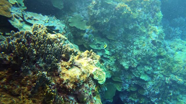 floating in the deep blue ocean sea salt water surround by various coral reefs and Striped Surgeonfish Scissortail sergeant Whitecheek surgeonfish angle fish wondering around in depth day time in Lany