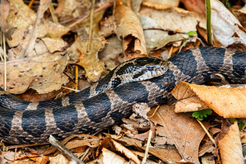 Fototapeta premium brown patterned milk snake with Y-shape on head resting in leaf litter