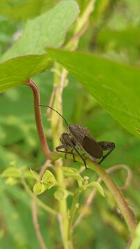 A Leptoglossus insect, known as a leaf-footed bug, displays its elongated body and distinctive leaf-like hind legs while resting on a plant surface in a natural environment.