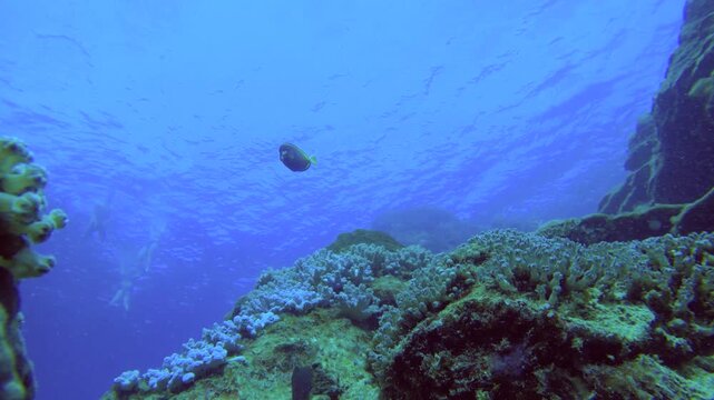 still view close up view of Whitecheek surgeonfish bridled parrotfish black damsel fish surgeonfish wondering around in front of camera being curious by the coral reef and  snorkelers swimming on the 